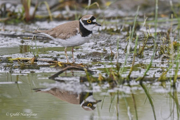 Flussregenpfeifer (Charadrius dubius) NSG Untere Havel Nord. Zum ersten Mal gesehen!
