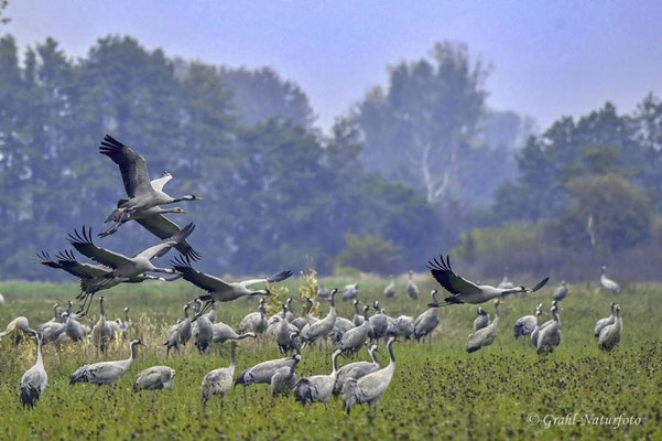 Herbstrast der Kraniche im Rhin- und Havelluch 2020