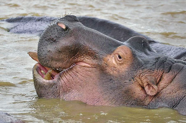 Flusspferde (Hippopotamus amphibius) haben dank ihrer Größe fast keine Feinde. Sie können sich sogar gegen Krokodile und andere Raubtiere verteidigen.