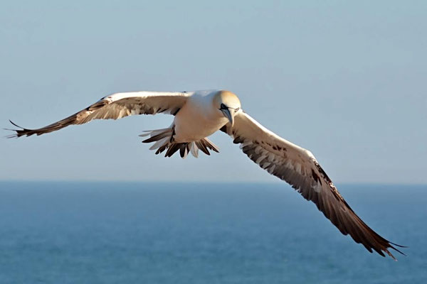 Vorbeiflug in der Abendsonne