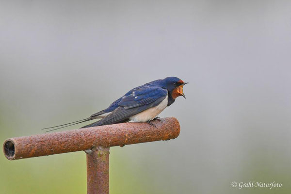Rauchschwalbe (Hirundo rustica) NSG Untere Havel Nord.