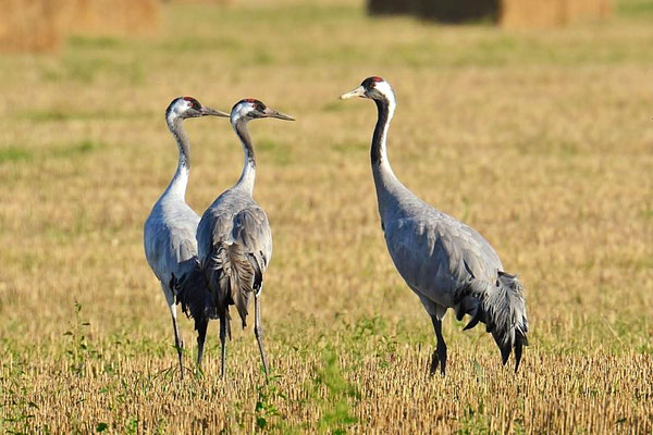 Herbstrast der Kraniche am Günzer See 2015