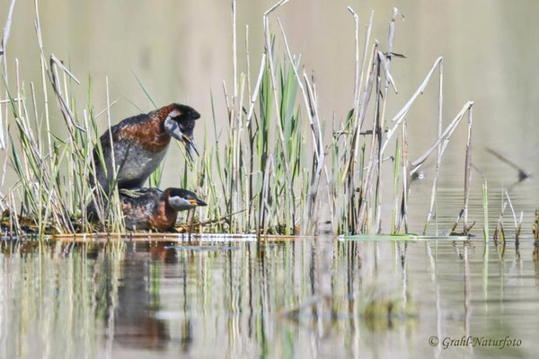 Rothalstaucher (Podiceps grisegena) bei der Paarung, Linumer Teichland.