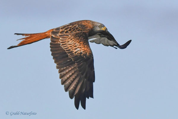 Roter Milan (Milvus milvus) über dem Malchiner See.