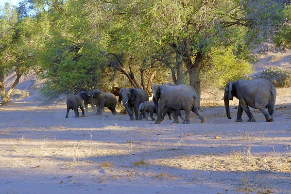 " Wüstenelefanten " (Loxodonta africana africana). Familienverband, mehrere Kühe mit ihren unterschiedlich alten Jungtieren.