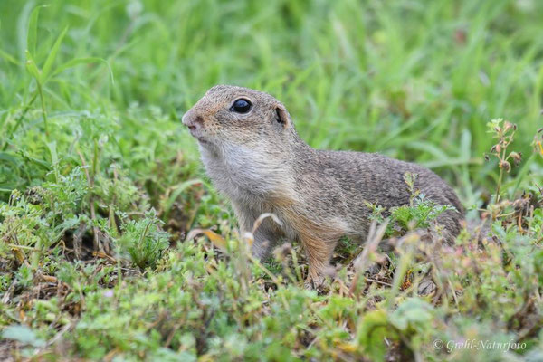 Europäischer Ziesel (Spermophilus citellus, Syn.: Citellus citellus) auf der Wiese der Ziesel bei Murighiol.