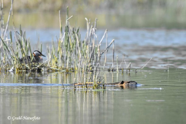 Nutria (Myocastor coypus) schwimmt am Nest der Rothalstaucher (Podiceps grisegena) vorbei,, Linumer Teichland.
