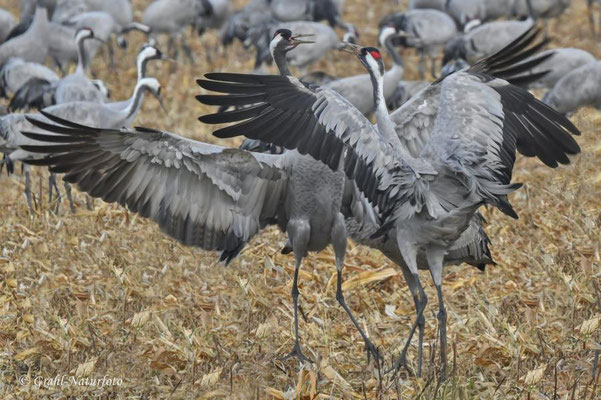 Herbstrast der Kraniche (Grus grus) in Rhin- und Havelluch 2024.