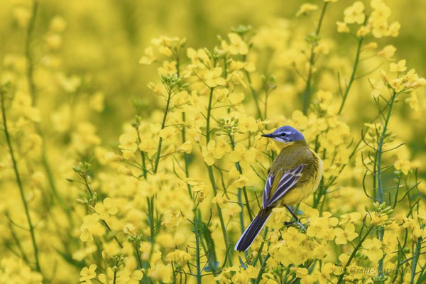Schafstelze (Motacilla flava)