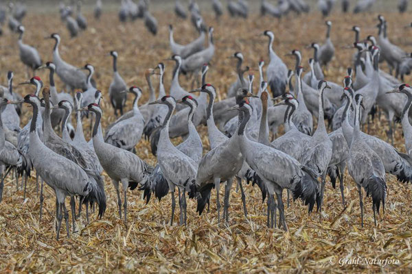 Herbstrast der Kraniche (Grus grus) in Rhin- und Havelluch 2024.