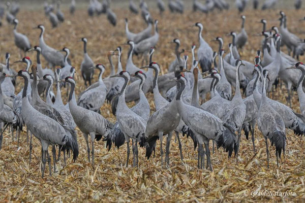 Herbstrast der Kraniche (Grus grus) in Rhin- und Havelluch 2024.