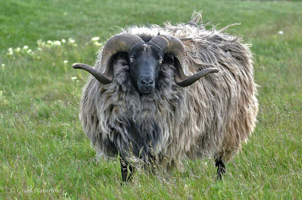 Heidschnucke (Ovis orientalis f. aries), Widder auf Helgoland.
