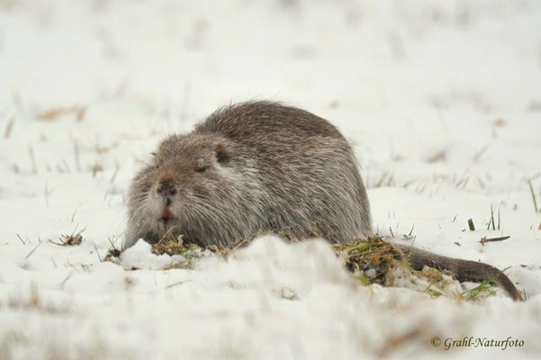 Nutria (Myocastor coypus) graue Farbvariante, NSG Untere Havel.