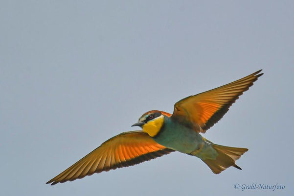 Bienenfresser (Merops apiaster) bei Jurilovca.