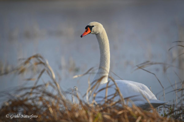 Höckerschwan (Cygnus olor) im NSG Untere Havel Nord.