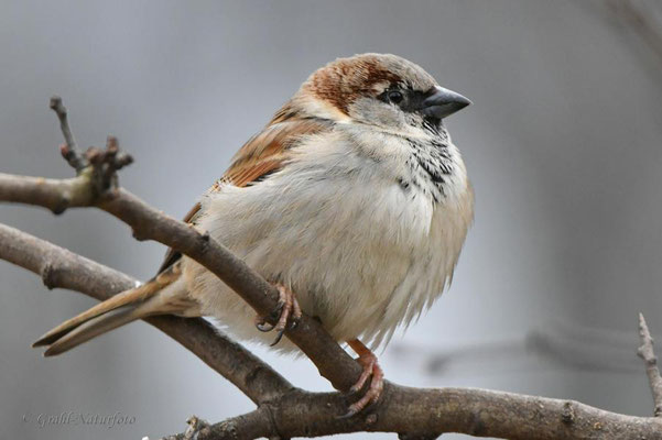 Haussperling (Passer domesticus) auch Spatz genannt.