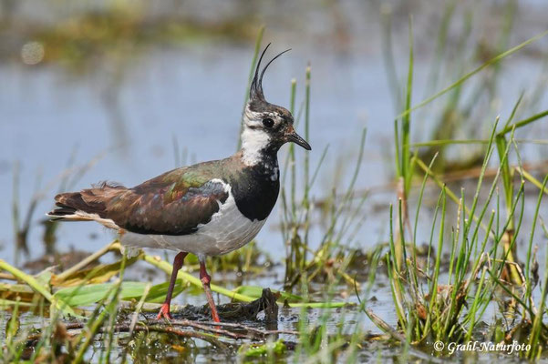 Kiebitz (Vanellus vanellus) NSG Untere Havel Nord.