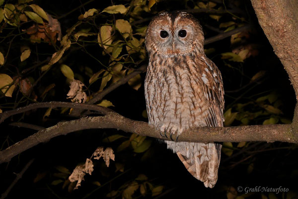 Waldkauz (Strix aluco) am Abend in Berlin/Tiergarten.
