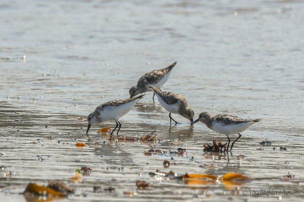 Sanderlinge (Calidris alba) am Südstrand der Helgoländer Düne.