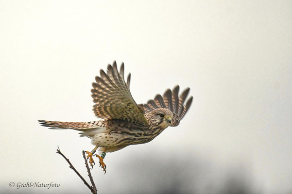 Turmfalke (Falco tinnunculus) weibl.
