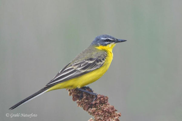 Schafstelze (Motacilla flava)