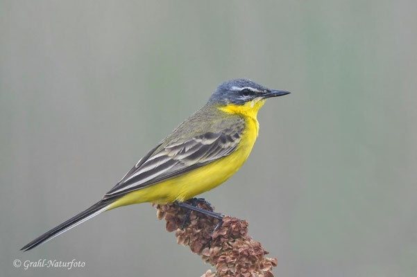 Schafstelze (Motacilla flava)