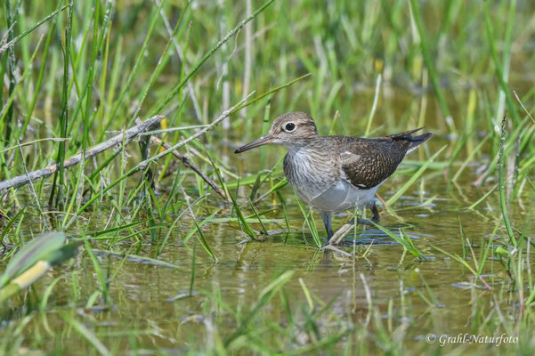 Flußuferläufer (Actitis hypoleucos) im Prachtkleid, NSG Untere Havel Nord.