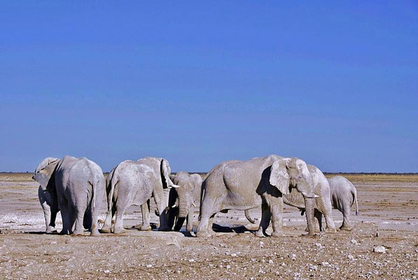 Afrikanische Elefanten (Loxodonta africana), Bullen am Wasserloch.