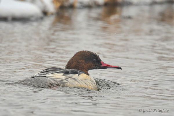 Gänsesäger (Mergus merganser) NSG Untere Havel Nord.