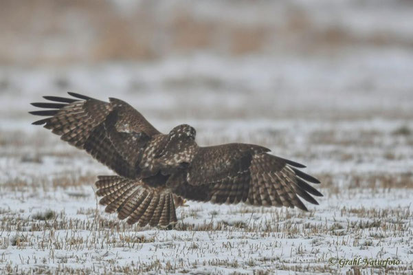 Mäusebussard (Buteo buteo) auf der Jagd, NSG Untere Havel.