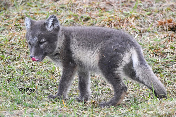 Ups, wo kommt der denn her? Junger Polarfuchs (Vulpes lagopus).