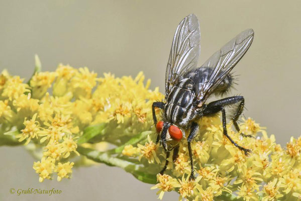 Graue Fleischfliege (Sarcophaga carnaria)