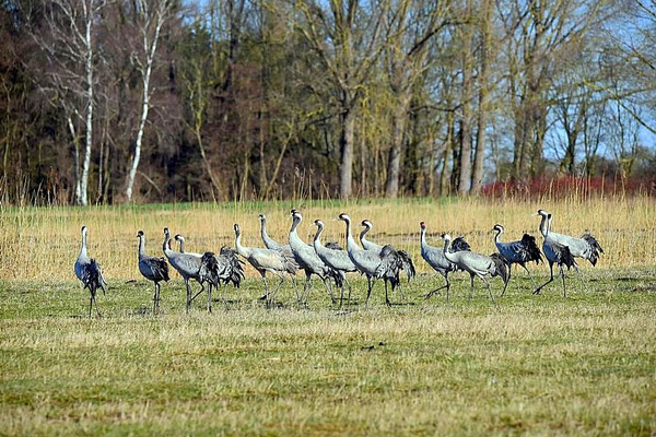 Frühjahrsrast der Kraniche am Günzer See 2017
