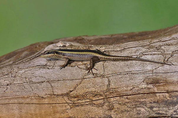Gestreifte Mabuye oder Streifenskink (Trachylepis striata).