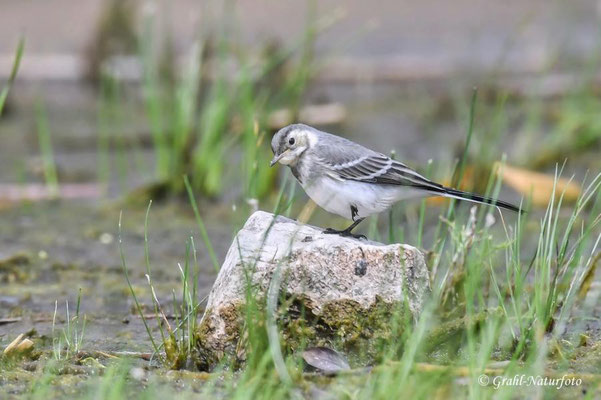Bachstelze (Motacilla alba) Jungvogel aus diesem Jahr, NSG Untere Havel Nord.