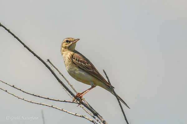 Brachpieper (Anthus campestris) bei Sinoe.