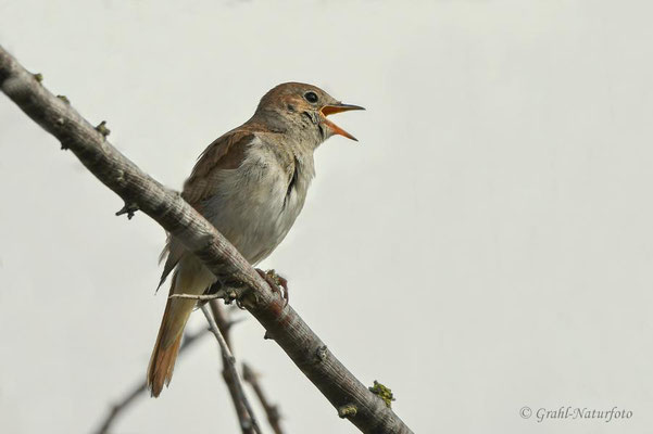 Nachtigall (Luscinia megarhynchos) Camargue - Frankreich.