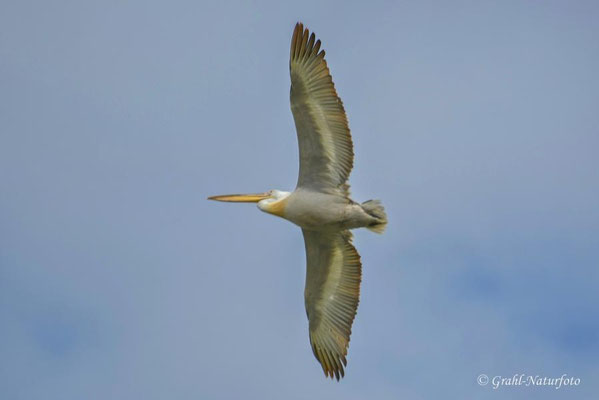 Krauskopfpelikan (Pelecanus crispus)