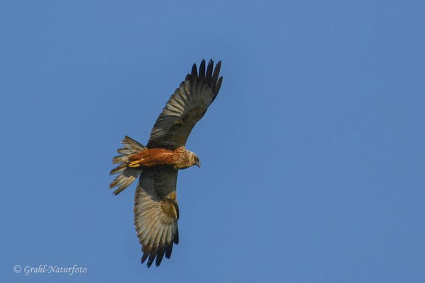 Rohrweihe (Circus aeruginosus) bei Vadu.
