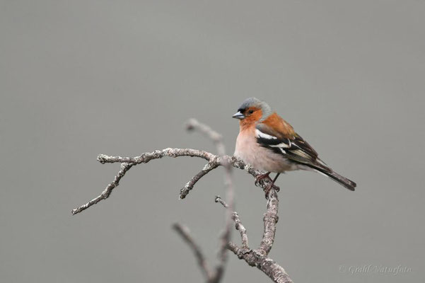 Buchfink (Fringilla coelebs)