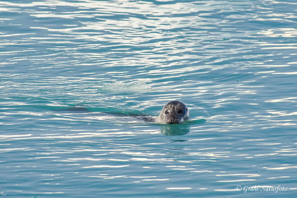 Ein Seehund (Phoca vitulina) schwimmt in der Gletscherlagune.