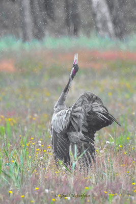Trompetender Kranich (Grus grus) im Regen.