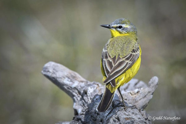 Schafstelze (Motacilla flava), NSG Untere Havel Nord.