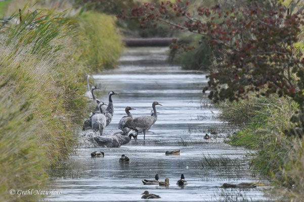 Herbstrast der Kraniche (Grus grus) in Rhin- und Havelluch 2024, Badetag.