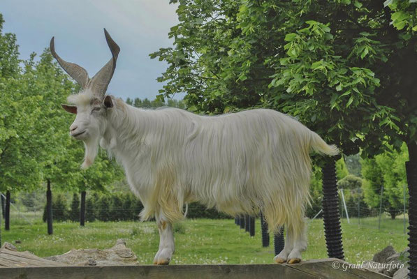 Girgentana-Ziege (Capra aegagrus f. hircus), junger Bock. Stammt ursprünglich aus der italienischen Provinz Agrigento (Sizilien).