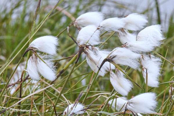 Schmalblättriges Wollgras (Eriophorum angustifolium)