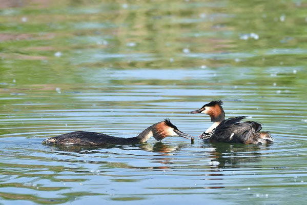 Haubentaucher (Podiceps cristatus) mit Jungen auf dem Geiseltalsee