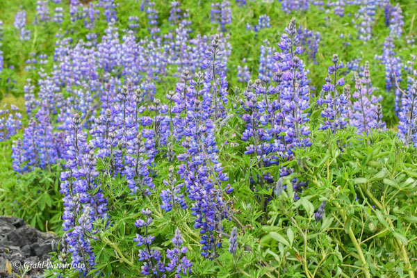 Die Alaska-Lupine (Lupinus nootkatensis) ist eine Pflanzenart aus der Familie der Hülsenfrüchte.