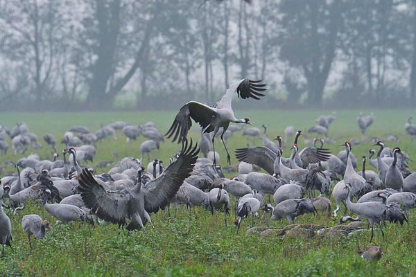 Herbstrast der Kraniche am Günzer See 2014 - Landung am Rastplatz