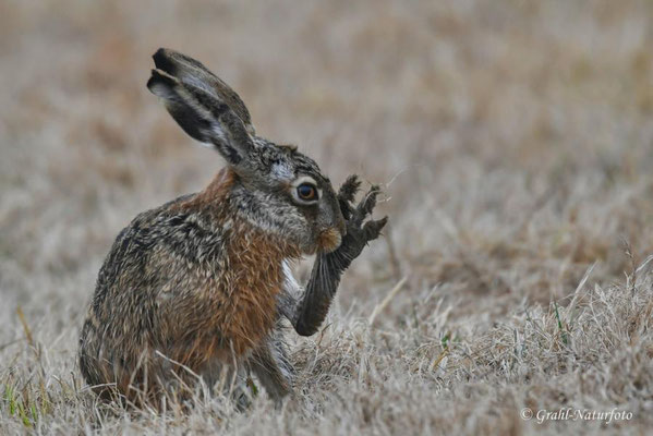 Feldhase (Lepus europaeus) auf den Wiesen von Parey.